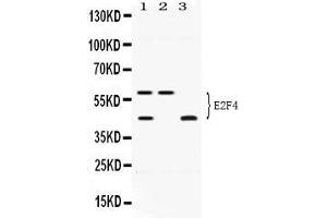 Western blot analysis of E2F4 expression in HELA whole cell lysates ( Lane 1), U20S whole cell lysates ( Lane 2) and MCF-7 whole cell lysates ( Lane 3). (E2F4 Antikörper  (N-Term))