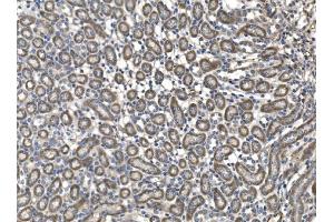 IHC analysis of Milk Fat Globule 1/Mfge8 using anti-Milk Fat Globule 1/Mfge8 antibody (ABIN7600756).