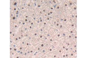 Used in DAB staining on fromalin fixed paraffin- embedded liver tissue (DIDO1 Antikörper  (AA 258-455))