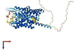 SLC1A4 Protein (AA 1-532) (His tag)