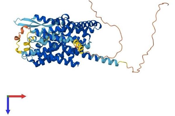SLC1A4 Protein (AA 1-532) (His tag)