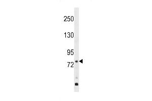 Western blot analysis in WiDr cell line lysates (35ug/lane). (GPR149 Antikörper  (AA 421-449))