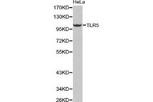 Western Blotting (WB) image for anti-Toll-Like Receptor 5 (TLR5) (AA 714-858) antibody (ABIN3022439) (TLR5 Antikörper  (AA 714-858))