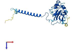 ATP1B1 Protein (AA 1-304) (His tag)