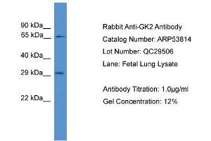 WB Suggested Anti-GK2  Antibody Titration: 0. (GK2 Antikörper  (N-Term))
