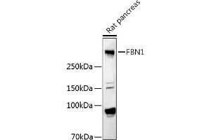 Western blot analysis of extracts of Rat pancreas, using FBN1 antibody (ABIN7267176) at 1:1000 dilution. (Fibrillin 1 Antikörper  (AA 360-460))