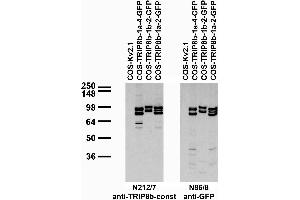 anti-Peroxisomal Biogenesis Factor 5-Like (PEX5L) (AA 1-192), (Constant Region) antibody