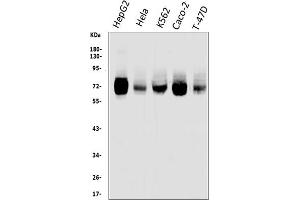 Western blot analysis of TRIM25 using anti-TRIM25 antibody (ABIN7599495).
