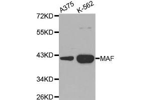 Western Blotting (WB) image for anti-V-Maf Musculoaponeurotic Fibrosarcoma Oncogene Homolog (Avian) (MAF) antibody (ABIN1873583) (MAF Antikörper)