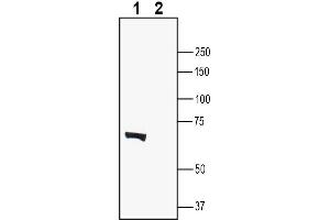 Western blot analysis of rat brain lysate:1.