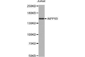 Western blot analysis of extracts of Jurkat cell line, using INPP5D antibody. (INPP5D Antikörper  (AA 959-1188))