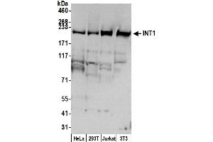 anti-Integrator Complex Subunit 1 (INTS1) (AA 150-200) antibody