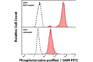 Anti-Phosphotyrosine purified antibody (clone P-Tyr-01) Specificity Verification by Flow Cytometry Anti-Phosphotyrosine purified antibody (concentration in sample 2 μg/mL, GAM FITC, red-filled histogram) binds specifically to surface phosphotyrosines in EGF treated A431 cells (upper panel), but not to the untreated A431 cells (lower panel). (Phosphotyrosine Antikörper)