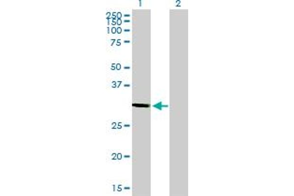 STX1A Antikörper  (AA 1-251)