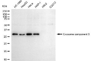 Western blotting analysis using exosome component 3 antibody (ABIN7798548). (EXOSC3 Antikörper)