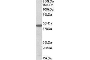 Western Blotting (WB) image for anti-Pre-B-Cell Leukemia Homeobox Protein 1 (PBX1) (Internal Region) antibody (ABIN2464673) (PBX1 Antikörper  (Internal Region))