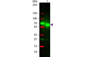 Western Blot of Texas Conjugated Goat Anti-Rat IgA (Alpha chain) Secondary Antibody. (Ziege anti-Ratte IgA (Heavy Chain) Antikörper (Texas Red (TR)) - Preadsorbed)