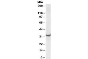 Western blot testing of rat heart lysate with ATP5C1 antibody at 0. (ATP5C1 Antikörper)