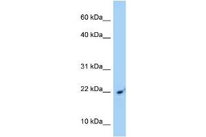 WB Suggested Anti-SRP14 Antibody Titration: 1. (SRP14 Antikörper  (C-Term))