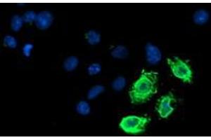 Immunofluorescence (IF) image for anti-Lipoprotein Lipase (LPL) (AA 28-475) antibody (ABIN1491319) (Lipoprotein Lipase Antikörper  (AA 28-475))
