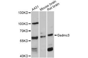 Western blot analysis of extracts of various cell lines, using GSDMC Antibody (ABIN5997854) at 1:3000 dilution. (Gasdermin C3 Antikörper)