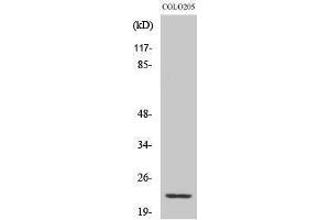 Western Blotting (WB) image for anti-NADH Dehydrogenase (Ubiquinone) 1 beta Subcomplex, 9, 22kDa (NDUFB9) (Internal Region) antibody (ABIN3185799)