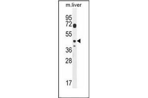 Western blot analysis of DTWD2 Antibody (Center) in mouse liver tissue lysates (35ug/lane). (DTWD2 Antikörper  (Middle Region))