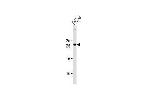 HOXC6 Antibody (C-term) (ABIN651425 and ABIN2840232) western blot analysis in PC-3 cell line lysates (35 μg/lane).