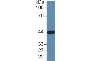 Western blot analysis of Pig Liver lysate, using Human ADH1 Antibody (1. (ADH1 Antikörper  (AA 169-370))