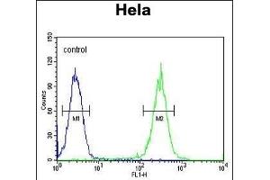 RAD26 Antibody (N-term) (ABIN654126 and ABIN2844001) flow cytometric analysis of Hela cells (right histogram) compared to a negative control cell (left histogram). (ERCC6 Antikörper  (N-Term))