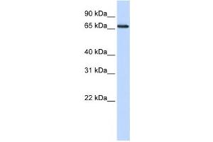 Western Blotting (WB) image for anti-DDB1 and CUL4 Associated Factor 13 (DCAF13) antibody (ABIN2459868) (DCAF13 Antikörper)