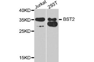 Western blot analysis of extracts of various cell lines, using BST2 antibody (ABIN1871361) at 1:1000 dilution. (BST2 Antikörper)