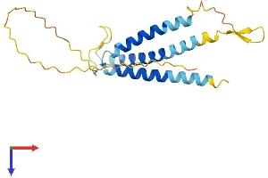 SLC31A1 Protein (AA 1-196) (His tag)