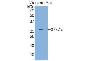 Detection of Recombinant TFPI2, Human using Polyclonal Antibody to Tissue Factor Pathway Inhibitor 2 (TFPI2) (TFPI2 Antikörper  (AA 23-235))