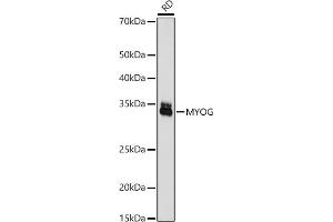 Western blot analysis of extracts of RD cells, using Myogenin antibody (ABIN7268739) at 1:1000 dilution. (Myogenin Antikörper  (AA 1-1))