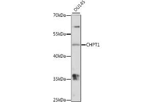 Western blot analysis of extracts of DU145 cells, using CHPT1 antibody (ABIN7266345) at 1:1000 dilution.