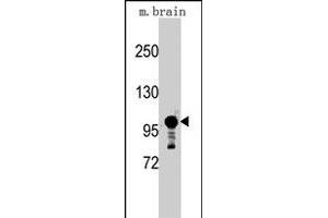 Western blot analysis of Sema5a polyclonal antibody  in mouse brain tissue lysates (35 ug/lane). (SEMA5A Antikörper  (C-Term))