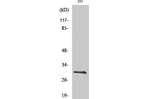 Western Blotting (WB) image for anti-BCL2-Like 1 (BCL2L1) (Thr47) antibody (ABIN5959000) (BCL2L1 Antikörper  (Thr47))