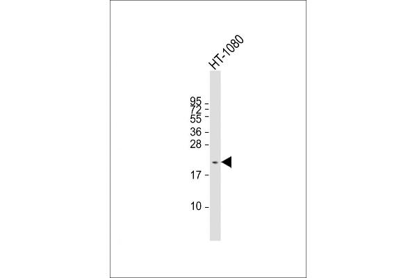 CTAG1A Antikörper  (N-Term)