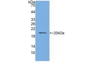 Western blot analysis of recombinant Mouse AQP4. (Aquaporin 4 Antikörper  (AA 177-304))