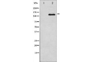 Western blot analysis of M-CSF Receptor expression in LPS treated 293 whole cell lysates,The lane on the left is treated with the antigen-specific peptide. (CSF1R Antikörper  (C-Term))