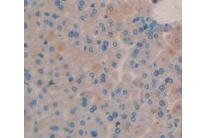 IHC-P analysis of Mouse Tissue, with DAB staining. (AMBP Antikörper  (AA 18-202))
