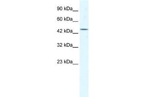 DDX48 antibody used at 1.