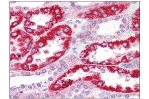 Human Kidney: Formalin-Fixed, Paraffin-Embedded (FFPE) (OCIAD2 Antikörper  (N-Term))