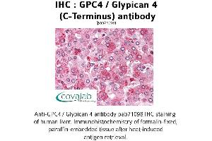 Image no. 1 for anti-Glypican 4 (GPC4) (C-Term) antibody (ABIN1734867) (GPC4 Antikörper  (C-Term))