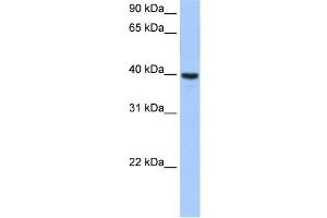 ST6GALNAC4 antibody used at 0. (ST6GALNAC4 Antikörper  (Middle Region))