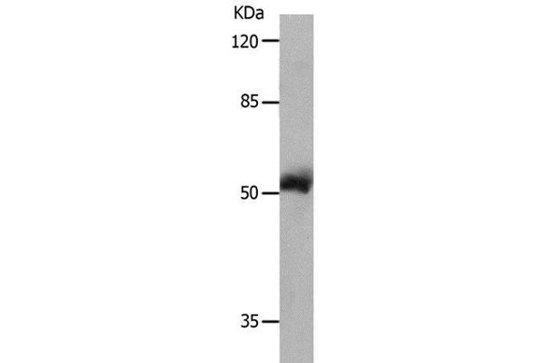 MMP8 anticorps