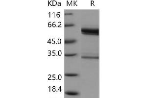 Western Blotting (WB) image for Plasminogen Activator, Tissue (PLAT) protein (Fc Tag) (ABIN7320115)