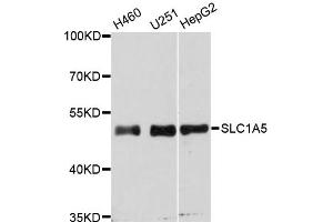 Western blot analysis of extracts of various cell lines, using SLC1A5 antibody (ABIN5975273) at 1:3000 dilution.