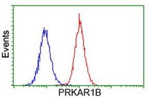 Image no. 1 for anti-Protein Kinase, CAMP-Dependent, Regulatory, Type I, beta (PRKAR1B) antibody (ABIN1500407) (PRKAR1B Antikörper)
